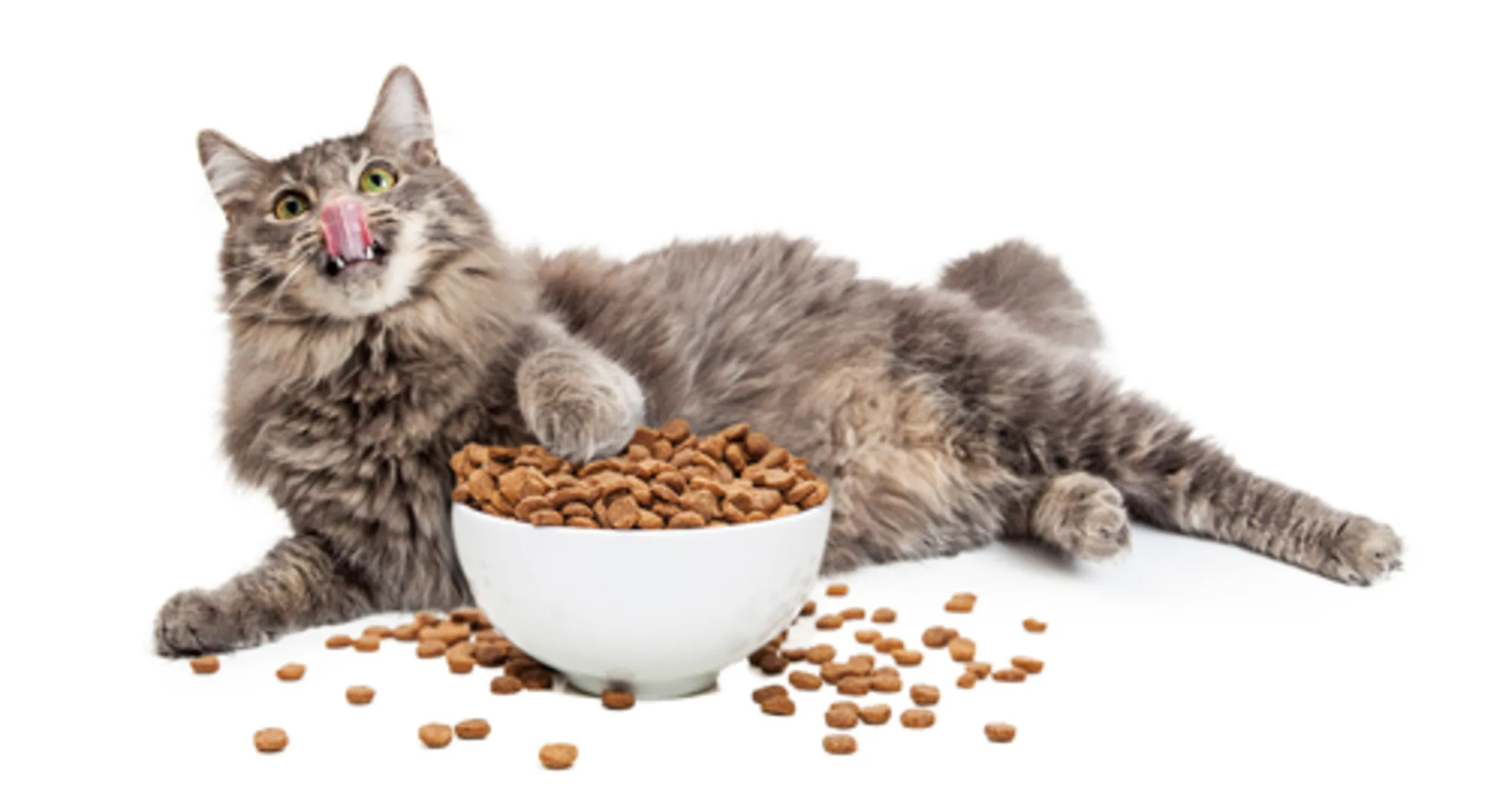 A gray cat lying down with food